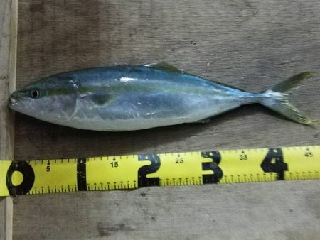 あけおめ青物とヒラメ